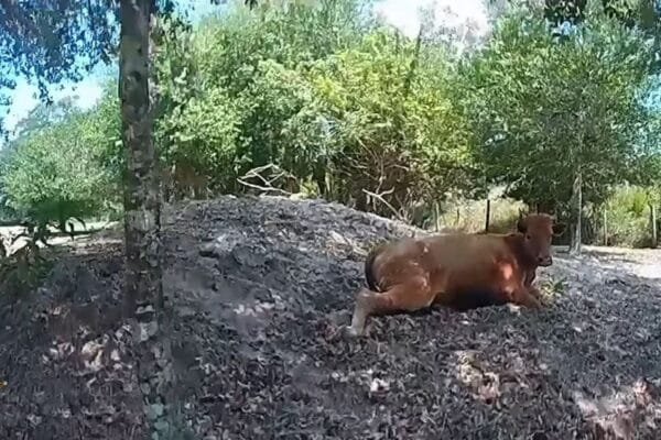 फ्लोरिडा आदमी ने अपनी संपत्ति पर भटकने के बाद पड़ोसी की गाय को 5 बार गोली मार दी