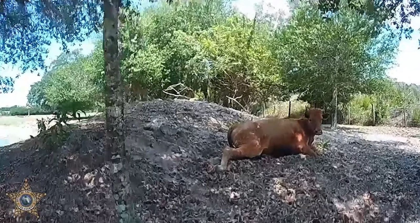 फ्लोरिडा आदमी ने अपनी संपत्ति पर भटकने के बाद पड़ोसी की गाय को 5 बार गोली मार दी